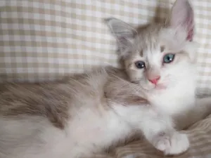 Gato raça SRD-ViraLata idade 2 a 6 meses nome Beje