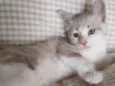 Beje