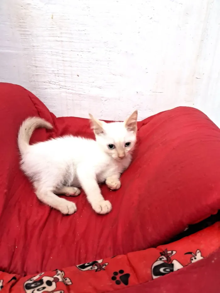 Gato ra a SRD-ViraLata idade 2 a 6 meses nome ENZO