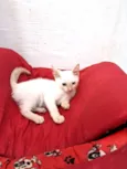 ENZO