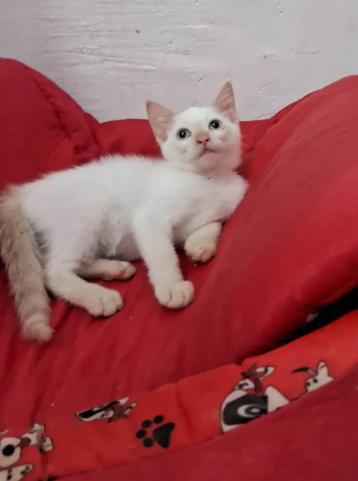 Gato ra a SRD-ViraLata idade 2 a 6 meses nome ENZO