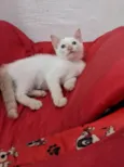 ENZO