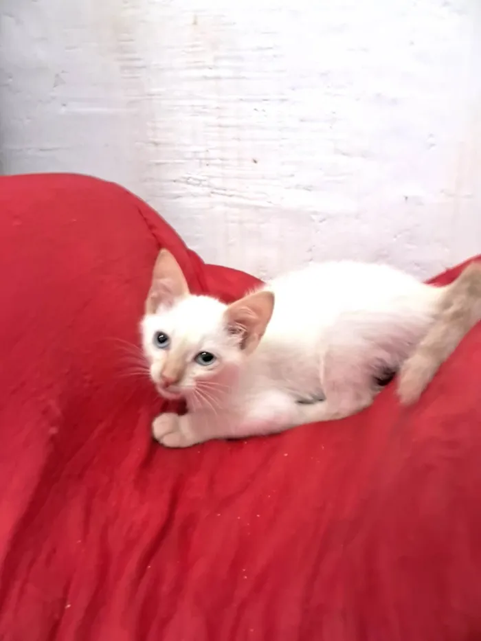 Gato ra a SRD-ViraLata idade 2 a 6 meses nome ENZO