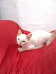 ENZO