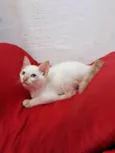 ENZO