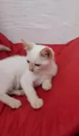 ENZO