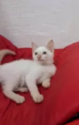 ENZO