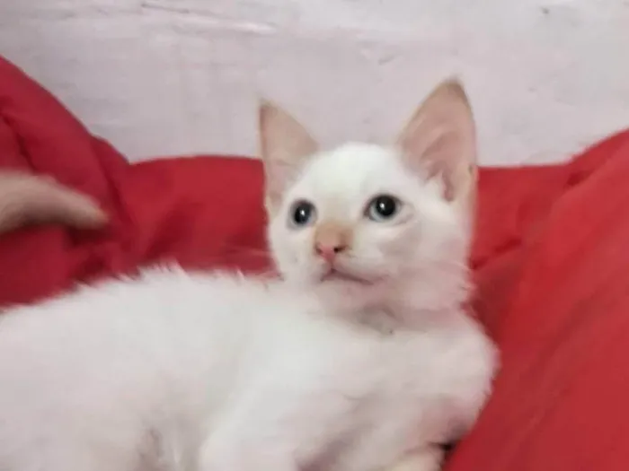 Gato ra a SRD-ViraLata idade 2 a 6 meses nome ENZO
