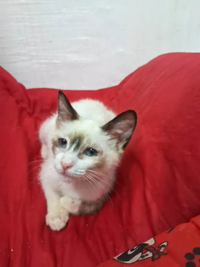 Gato ra a SRD-ViraLata idade 2 a 6 meses nome LUNA