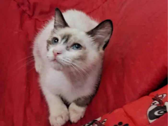 Gato ra a SRD-ViraLata idade 2 a 6 meses nome LUNA