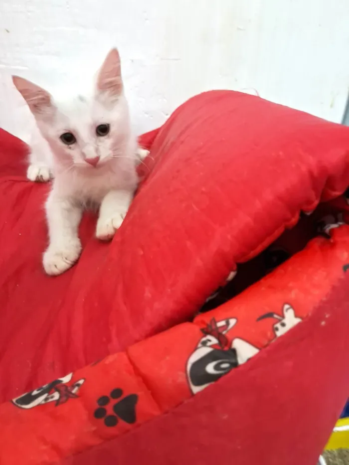 Gato ra a SRD-ViraLata idade 2 a 6 meses nome PERSEU