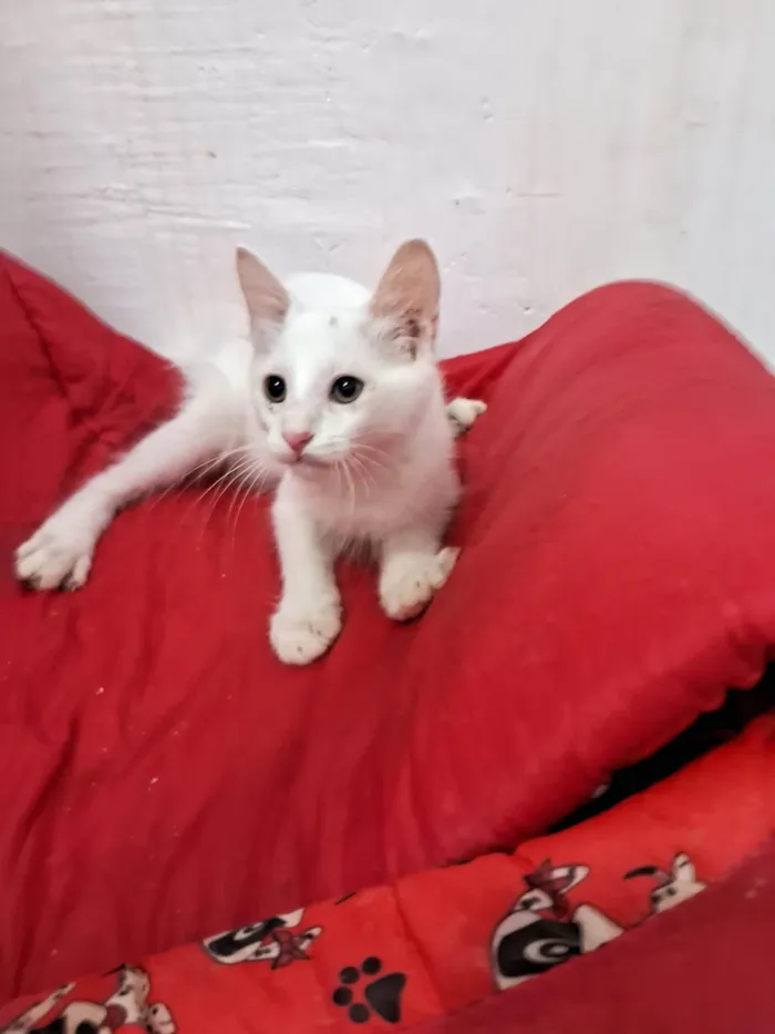 Gato ra a SRD-ViraLata idade 2 a 6 meses nome PERSEU