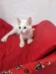 PERSEU