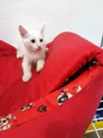 PERSEU