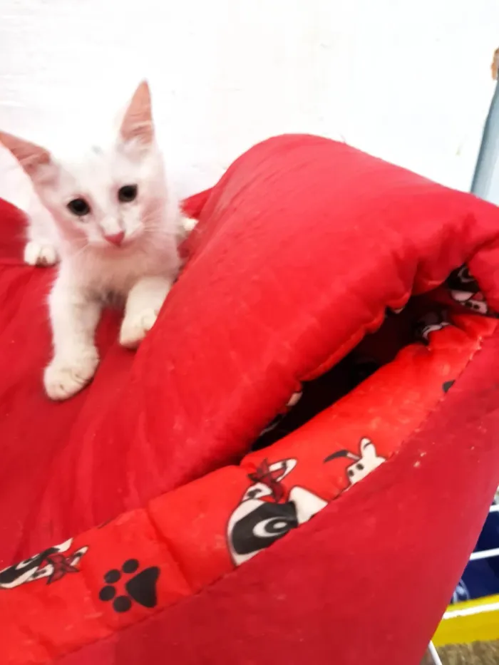 Gato ra a SRD-ViraLata idade 2 a 6 meses nome PERSEU