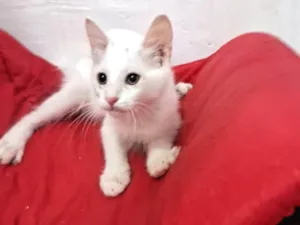 Gato raça SRD-ViraLata idade 2 a 6 meses nome PERSEU