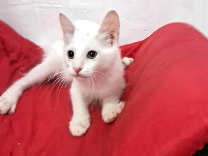 Gato ra a SRD-ViraLata idade 2 a 6 meses nome PERSEU