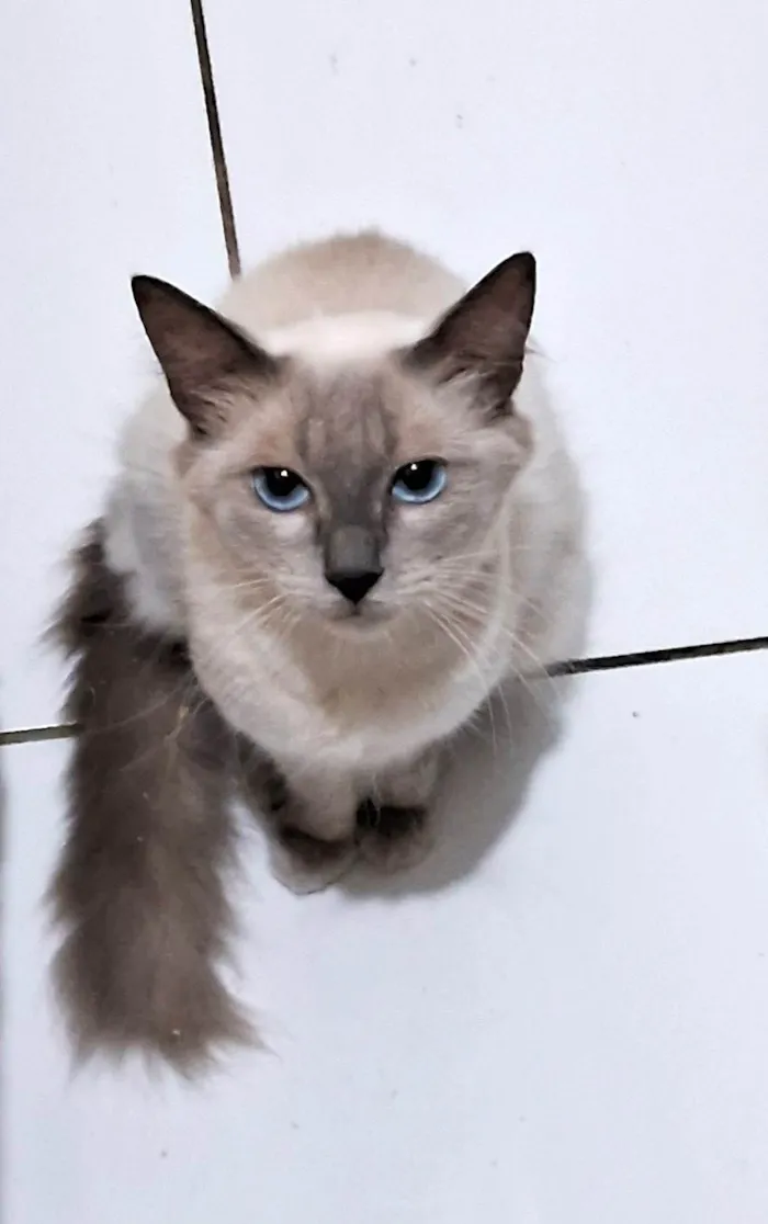 Gato ra a SRD-ViraLata idade 7 a 11 meses nome Pamela