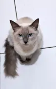 Pamela