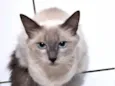 Pamela
