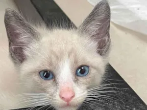 Gato raça SRD-ViraLata idade Abaixo de 2 meses nome Gatinhos para adoção 