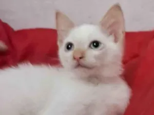 Gato raça SRD-ViraLata idade 2 a 6 meses nome ENZO