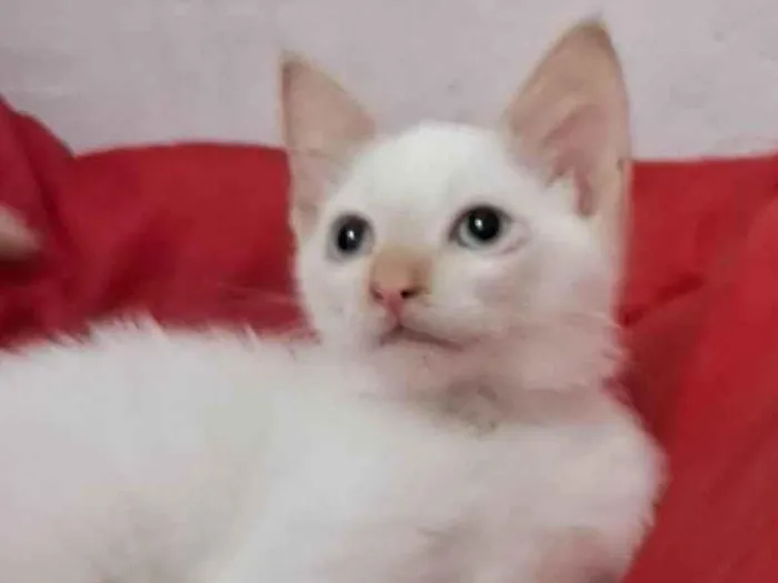 Gato ra a SRD-ViraLata idade 2 a 6 meses nome ENZO