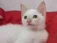 ENZO