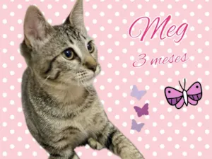 Gato raça Srd idade 2 a 6 meses nome Meg