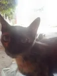 Tigresa