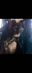 Tigresa