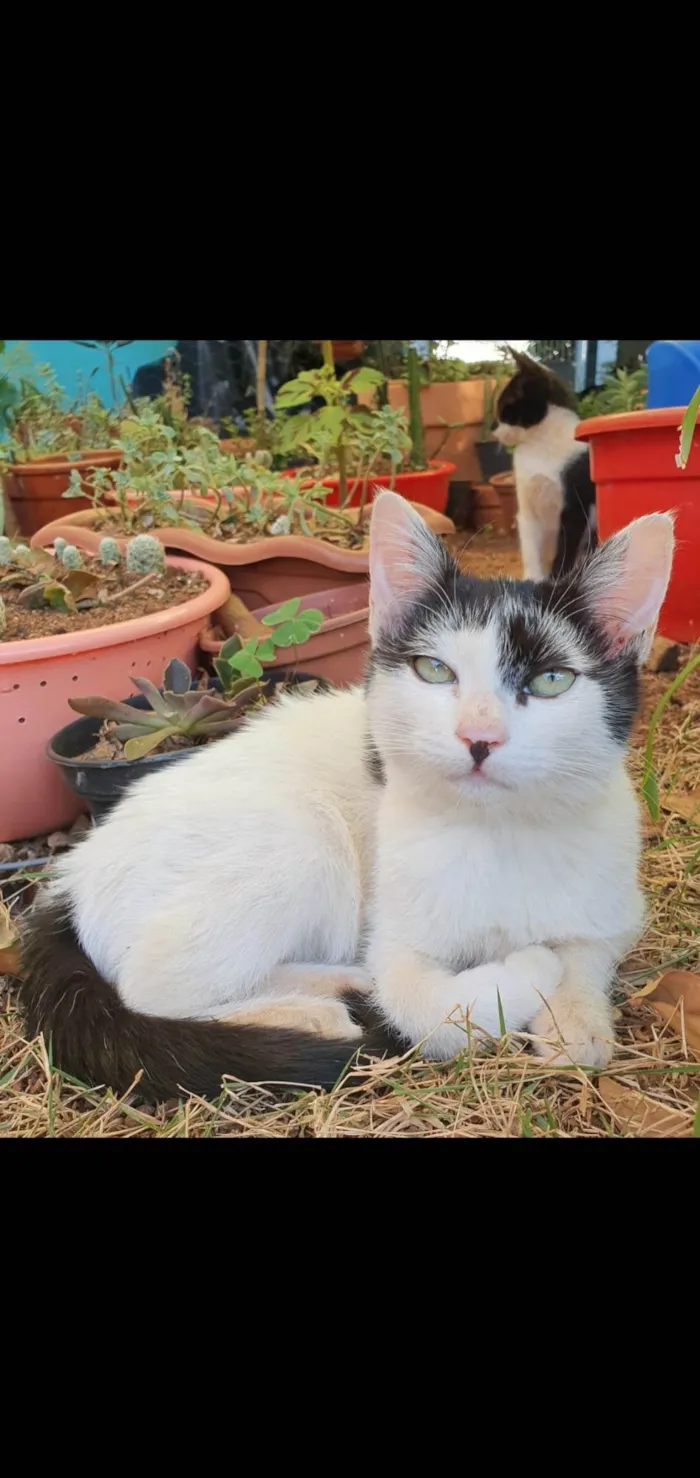 Gato ra a Bicolor idade 3 anos nome Luna