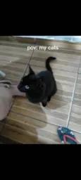 Pipi