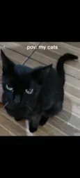 Pipi