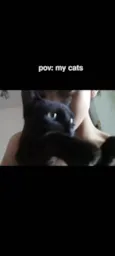 Pipi