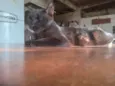 Pipi