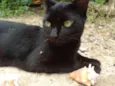 Pipi