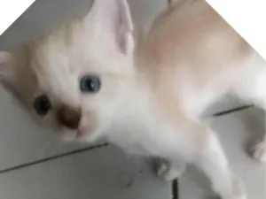 Gato raça Siamês  idade 2 a 6 meses nome Sem nome 