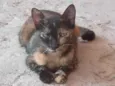 Tigresa