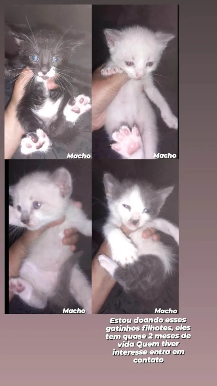 Gato ra a SRD-ViraLata idade 2 a 6 meses nome Tom, Brownie, Nino, Joe