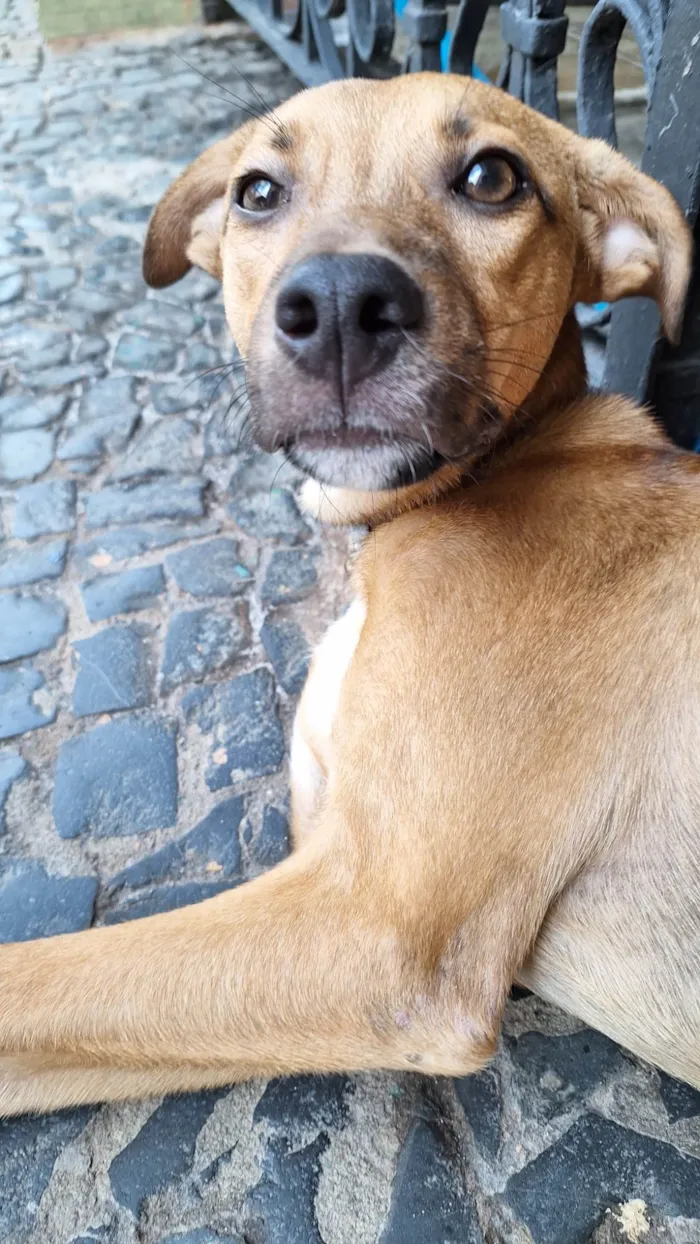 Cachorro ra a SRD idade 1 ano nome Xodó