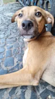 Xodó