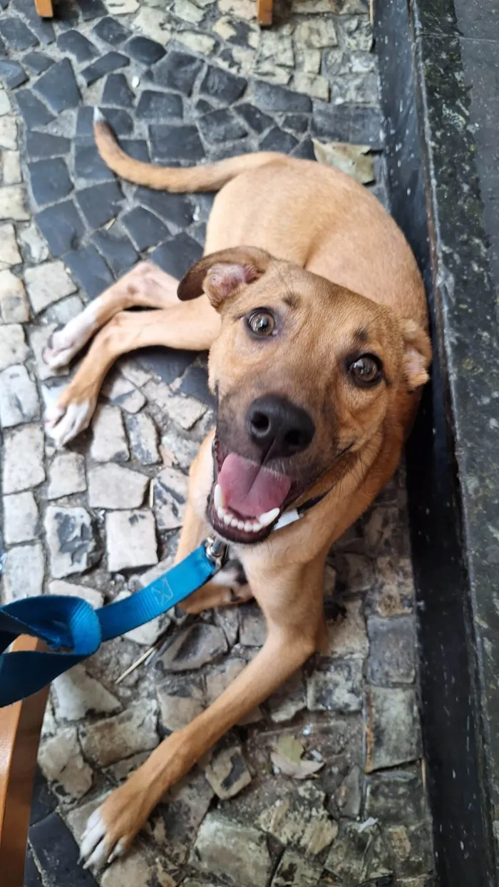 Cachorro ra a SRD idade 1 ano nome Xodó