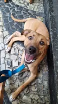 Xodó