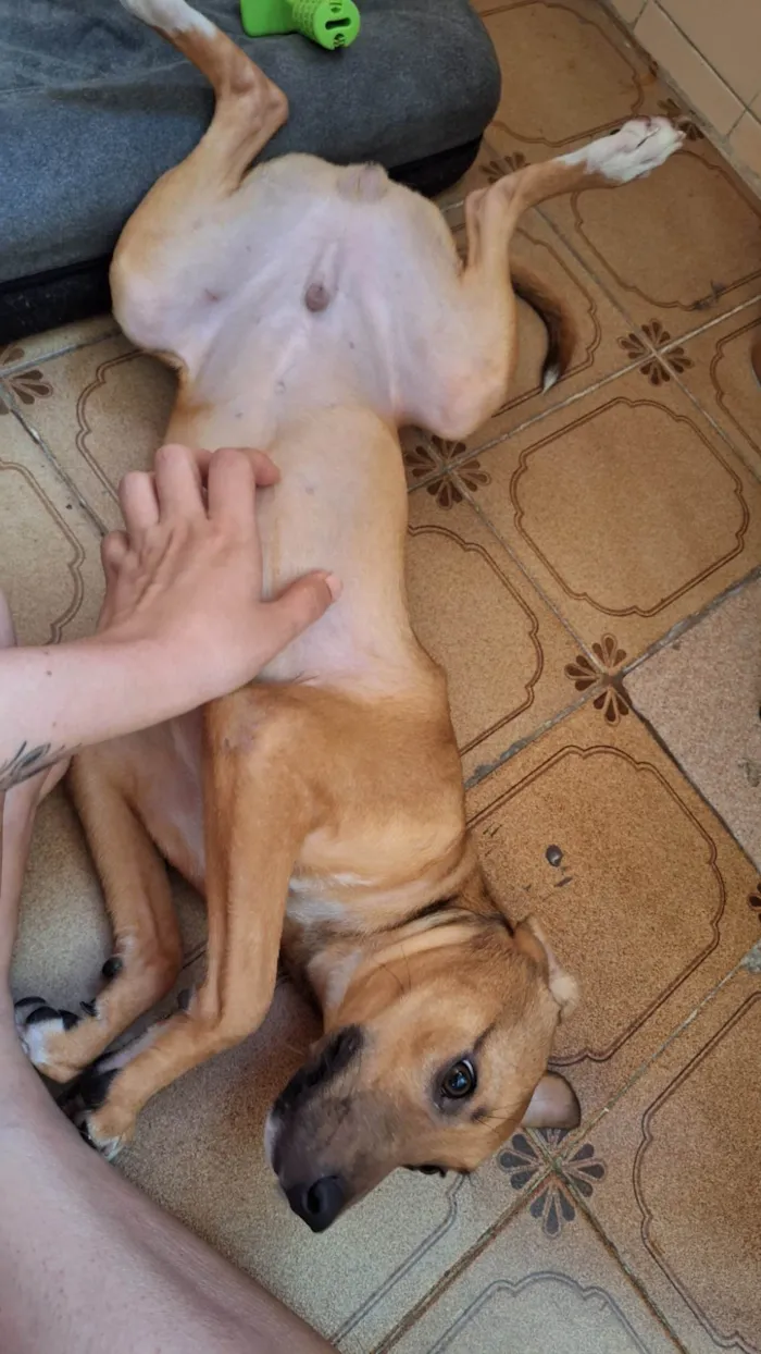 Cachorro ra a SRD idade 1 ano nome Xodó