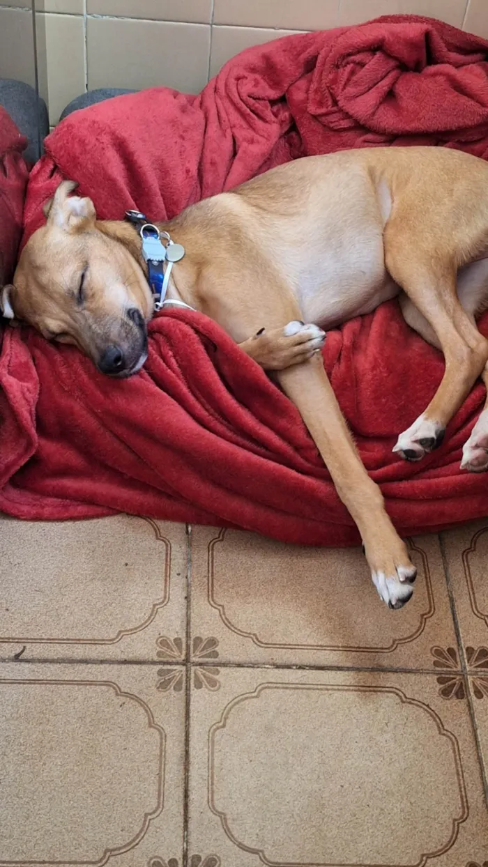 Cachorro ra a SRD idade 1 ano nome Xodó