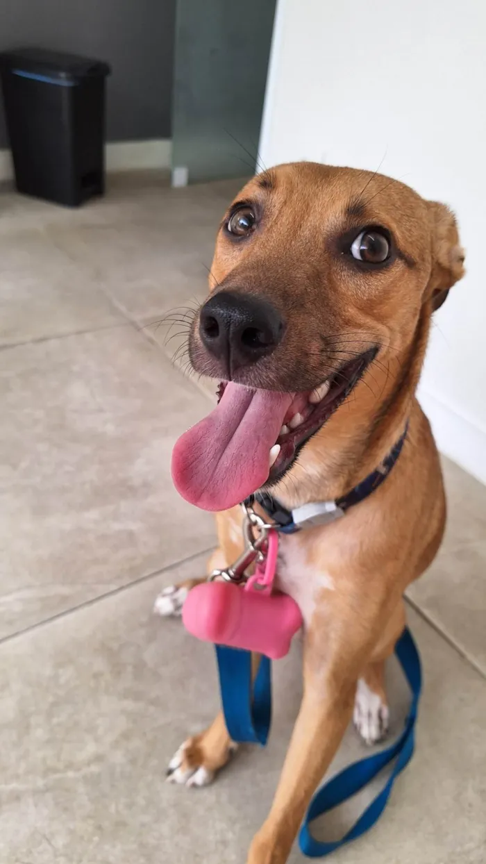 Cachorro ra a SRD idade 1 ano nome Xodó