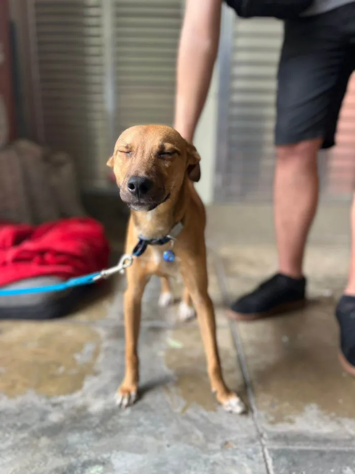 Cachorro ra a SRD idade 1 ano nome Xodó