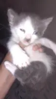Tom