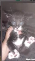 Felix